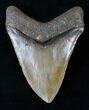 Nice Megalodon Tooth - North Carolina #16317-2